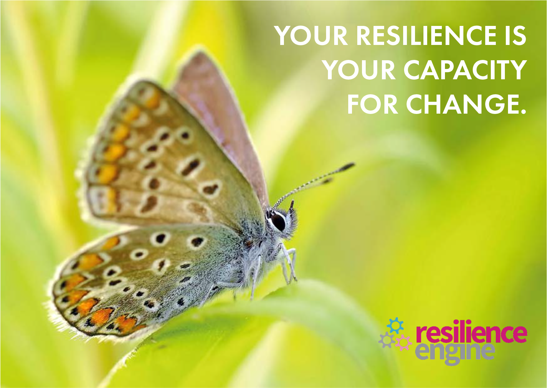 Butterfly, resilience quote, resilience engine quote, wellbeing quote